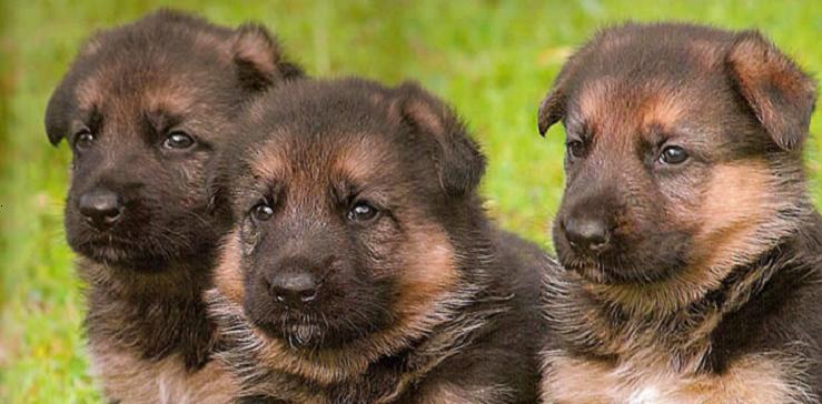 germans shepherd puppies